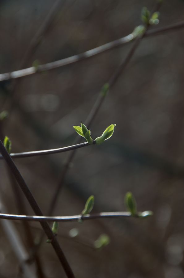 Knospen im Dunkel