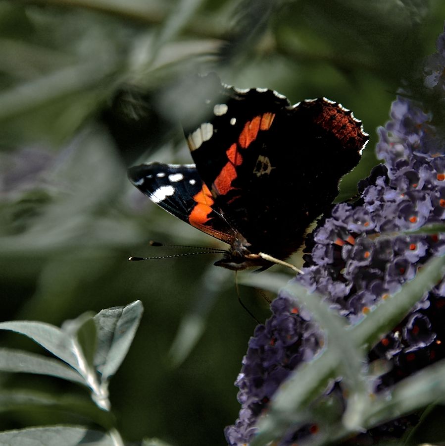 Schmetterling