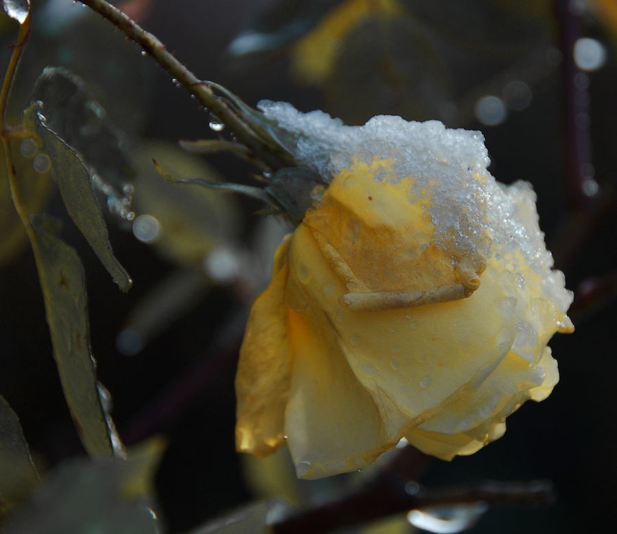 Rose im Schnee