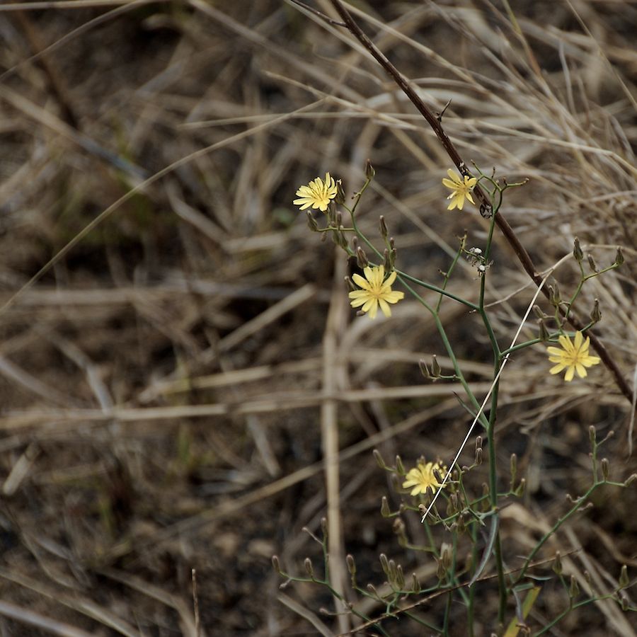 Blüten im dürren Gras